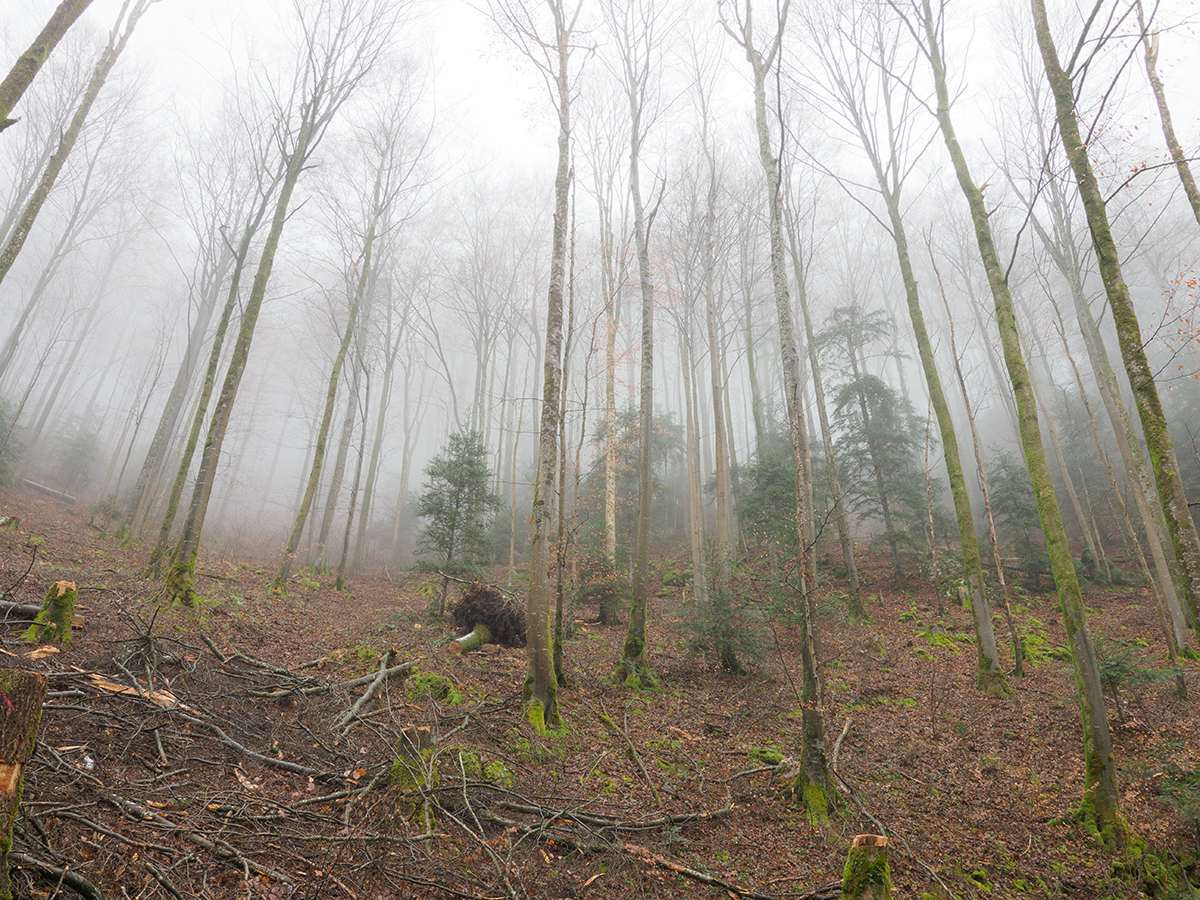 Nebel.jpg
