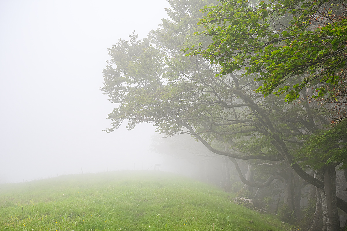 Nebel.jpg