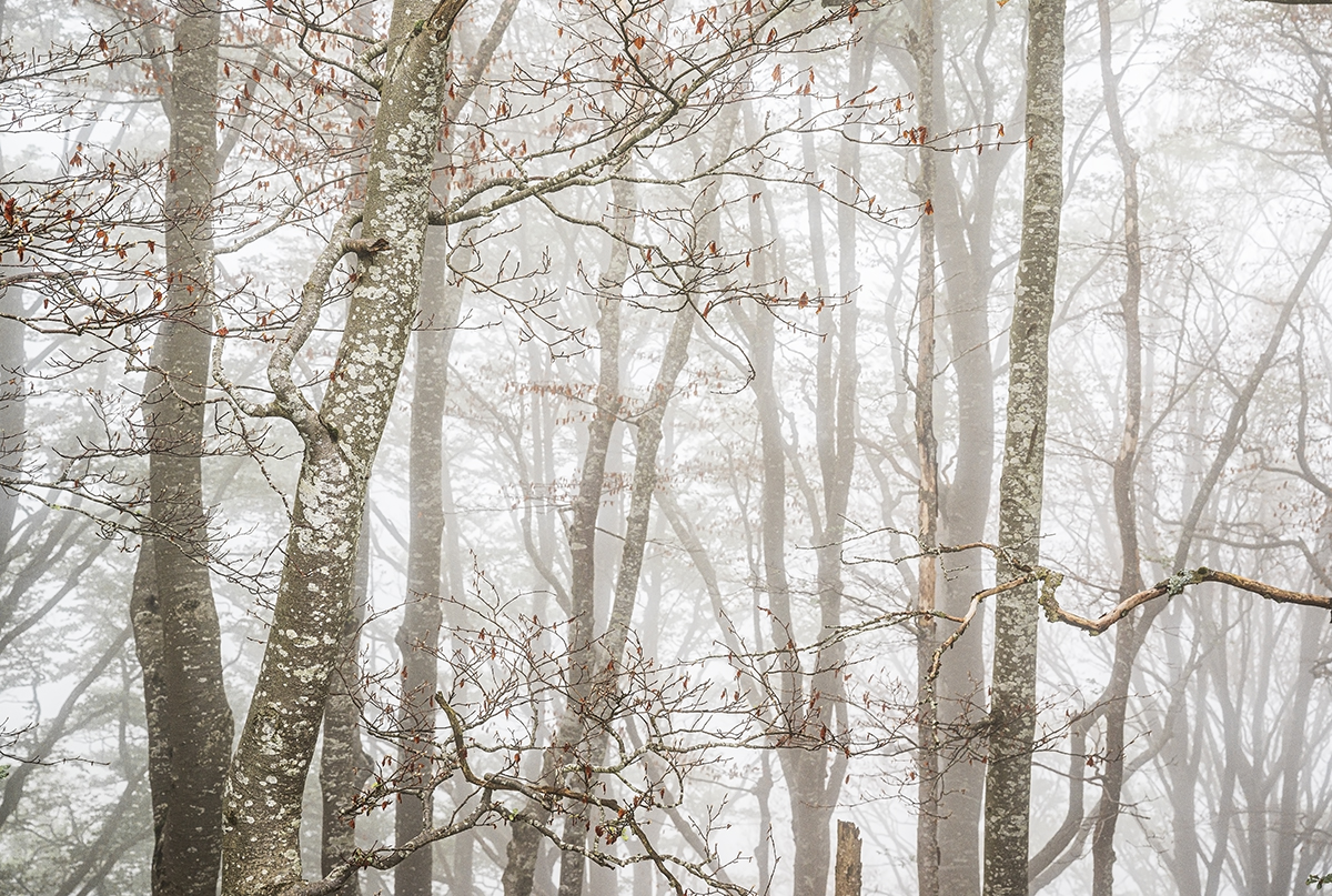Nebel.jpg