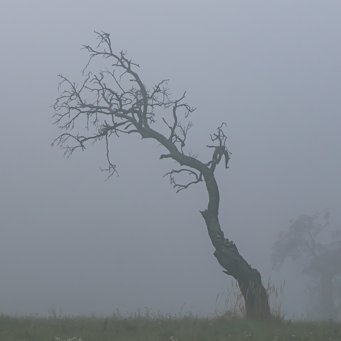 Nebel.jpg