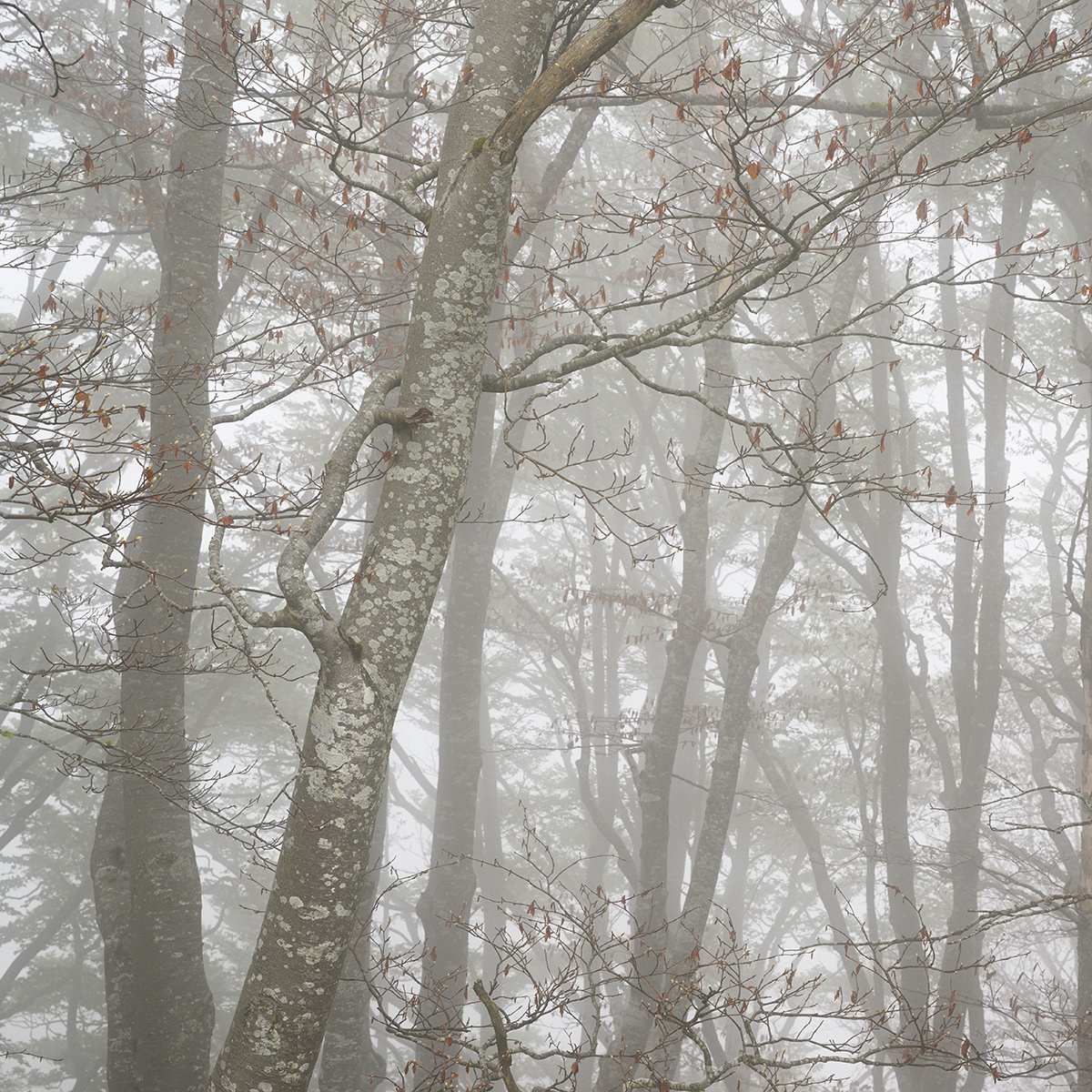 Nebel.jpg