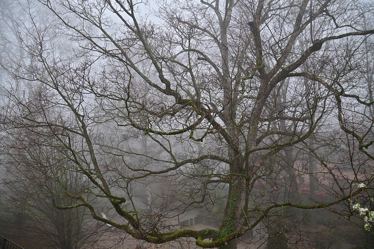 Nebel vor dem Dachfenster 1.jpg