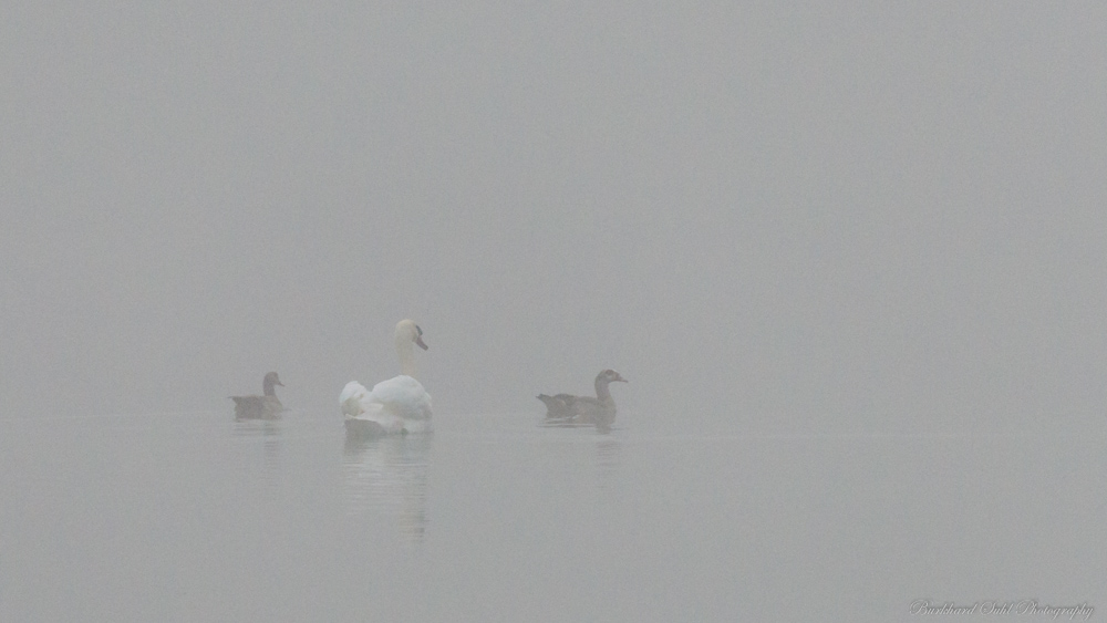 Nebel   Wo ist nur der Weg zum Siegertreppchen   KO3 6815 V2