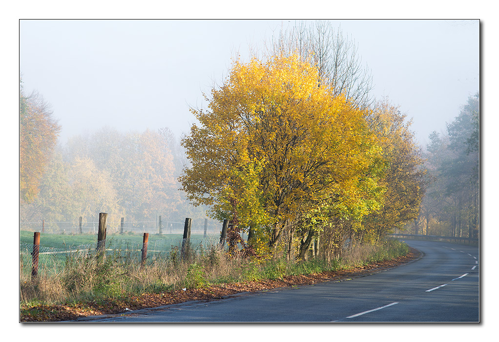nebel