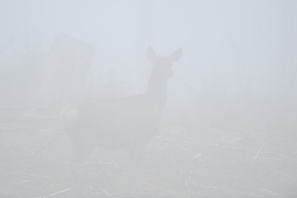 Nebel