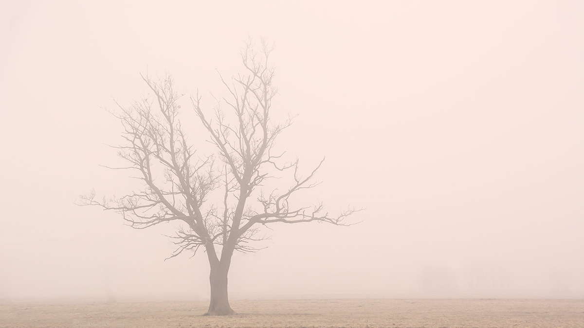 Nebel