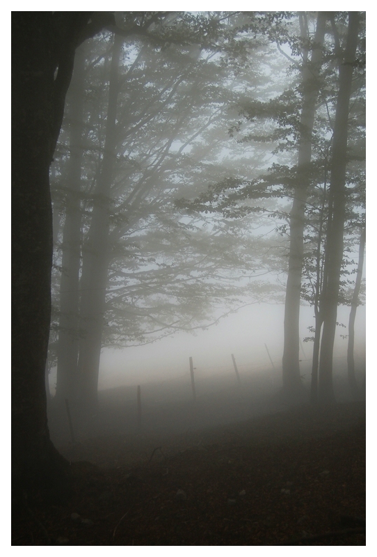 Nebel