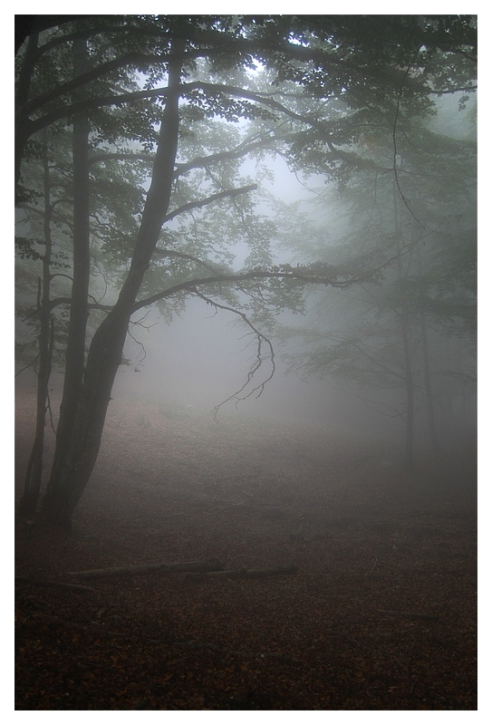 Nebel