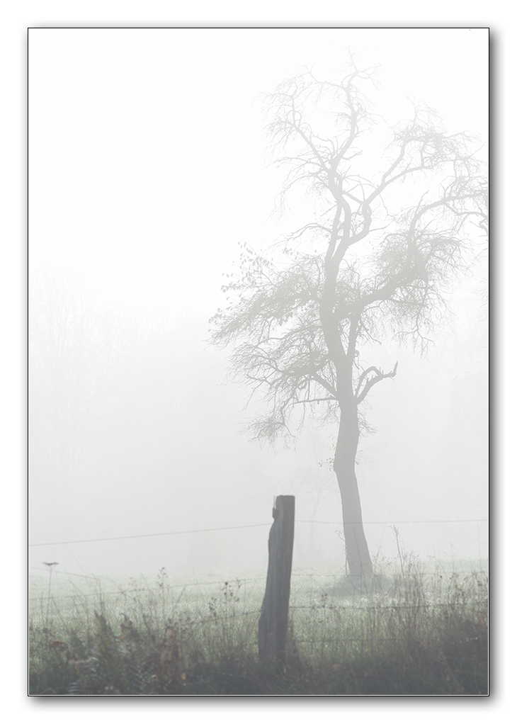 nebel2