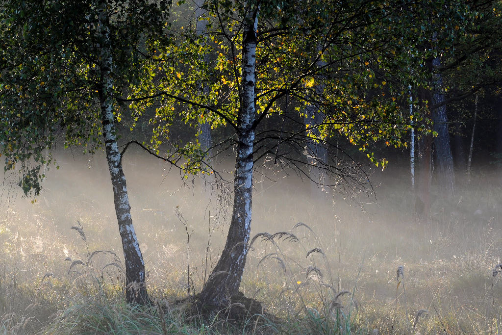 Nebel3