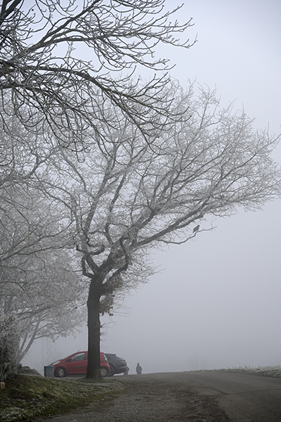 Nebel_Zf_DSC0375_800x1200x150.jpg