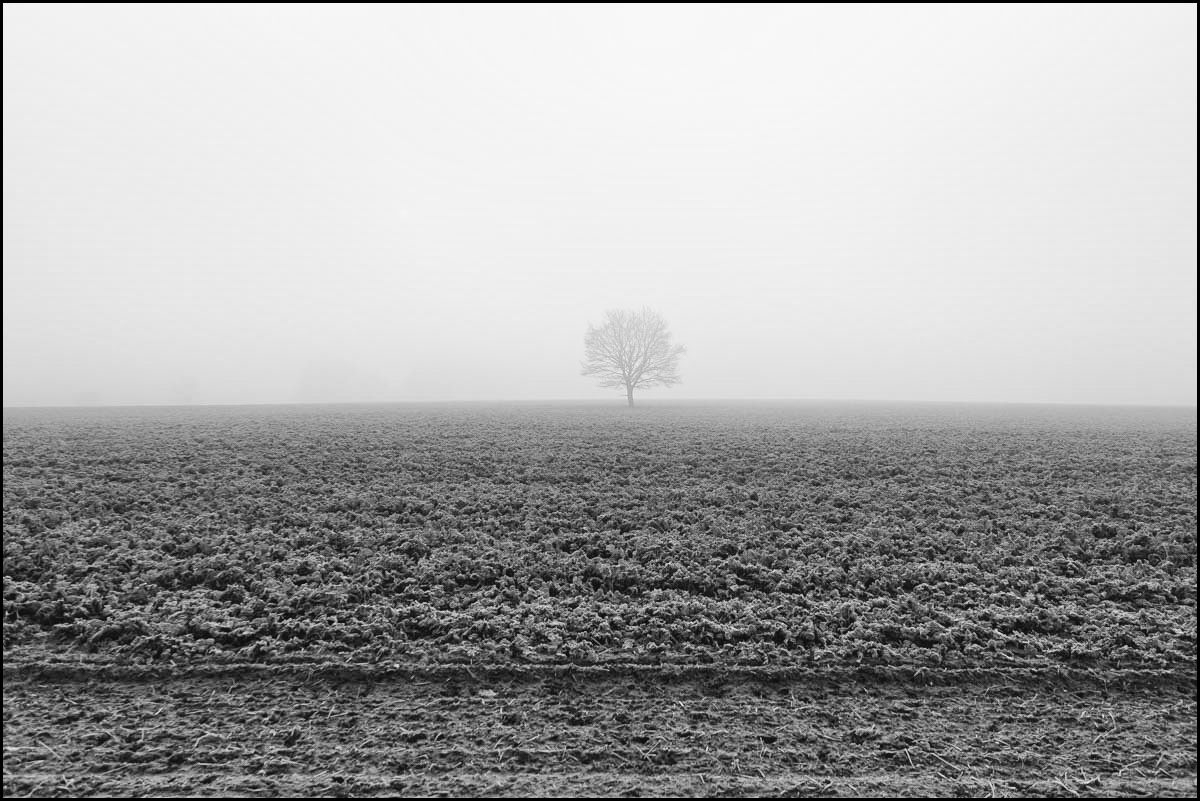 Nebelbaum 2.jpg