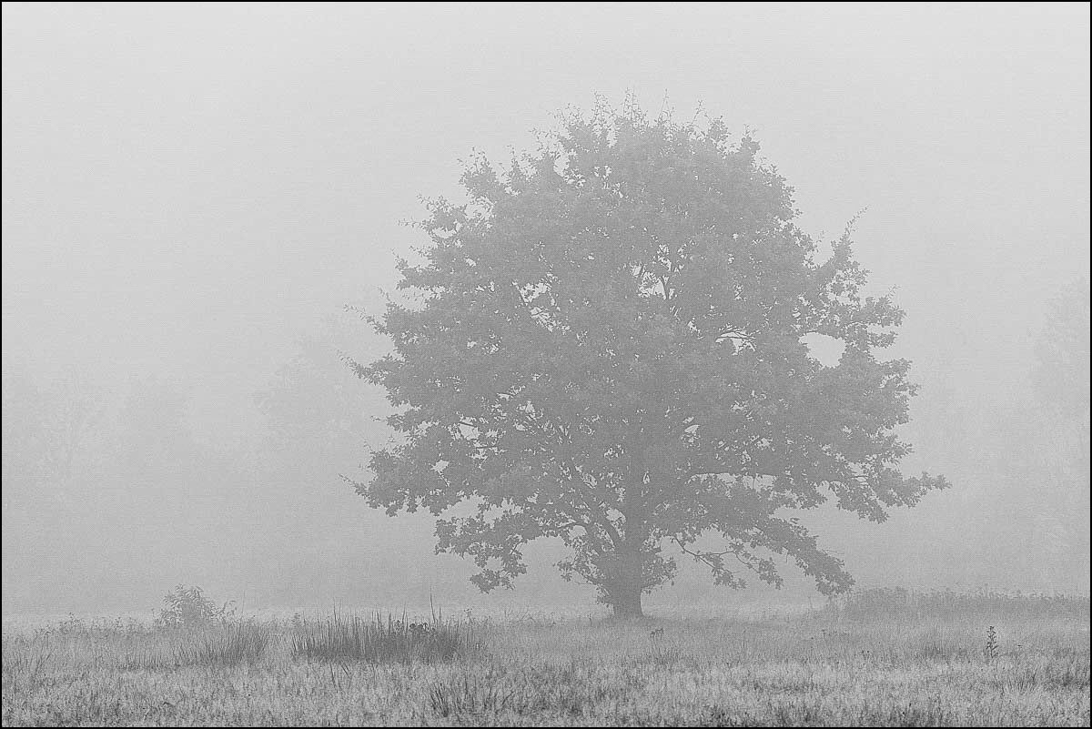 Nebeleiche (1 von 1).JPG
