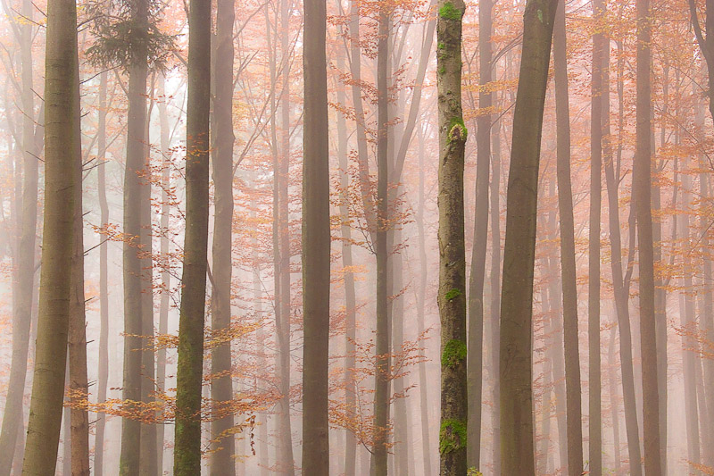 Nebelmorgen im Wald