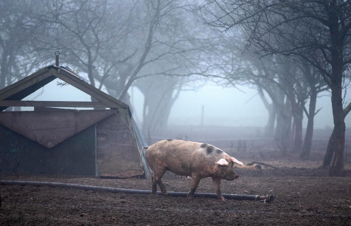 Nebelschwein.jpg
