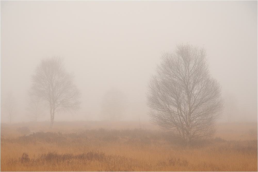 Nebelstimmung in den Ardennen II