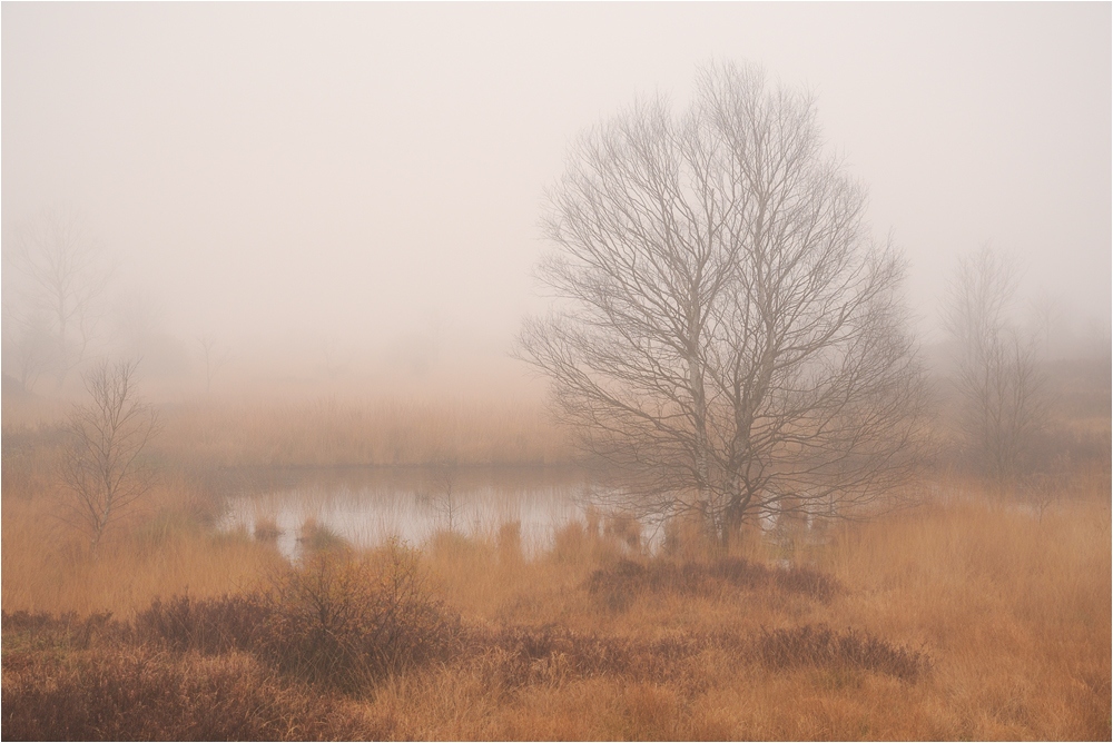 Nebelstimmung in den Ardennen