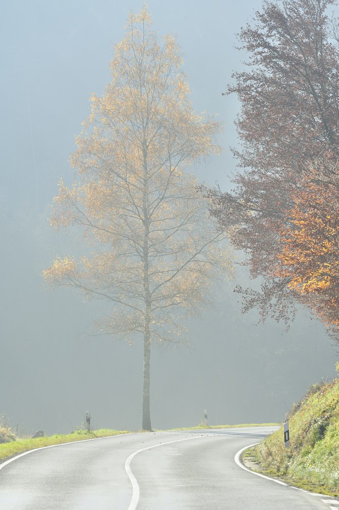 Nebelstimmung