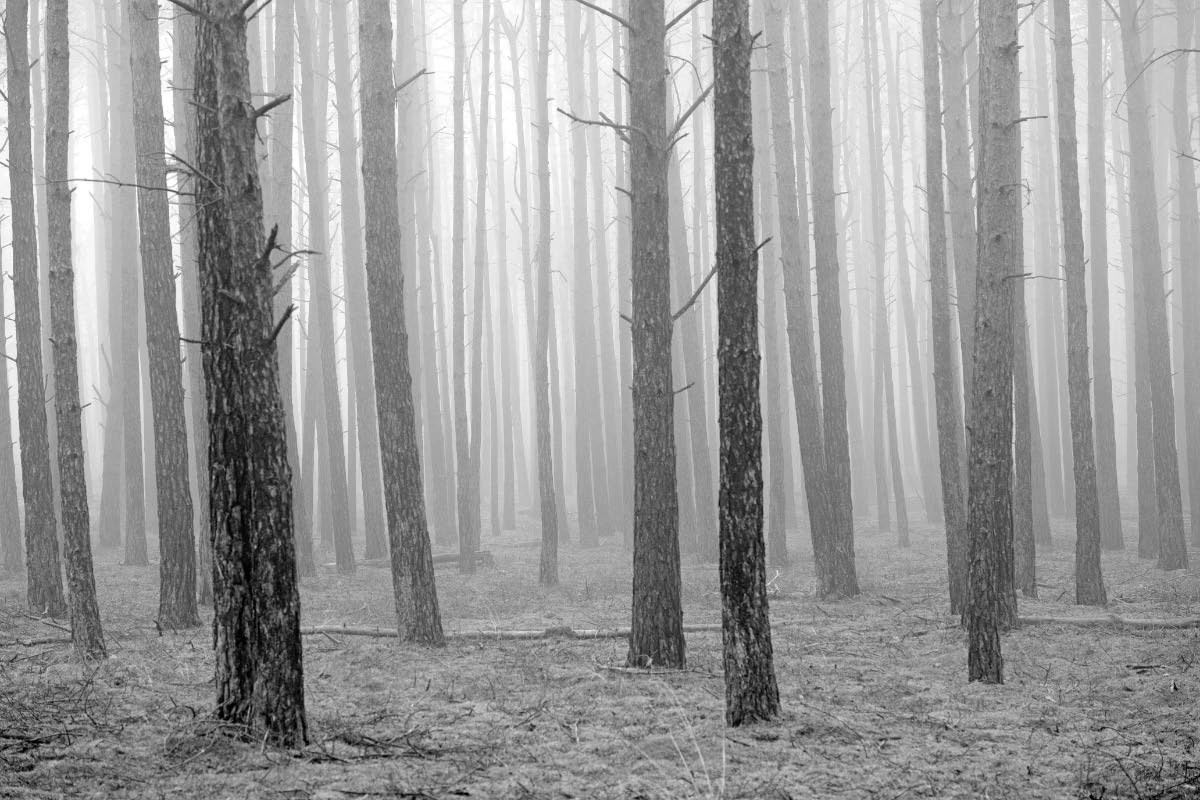 Nebelwald 1_BW.jpg