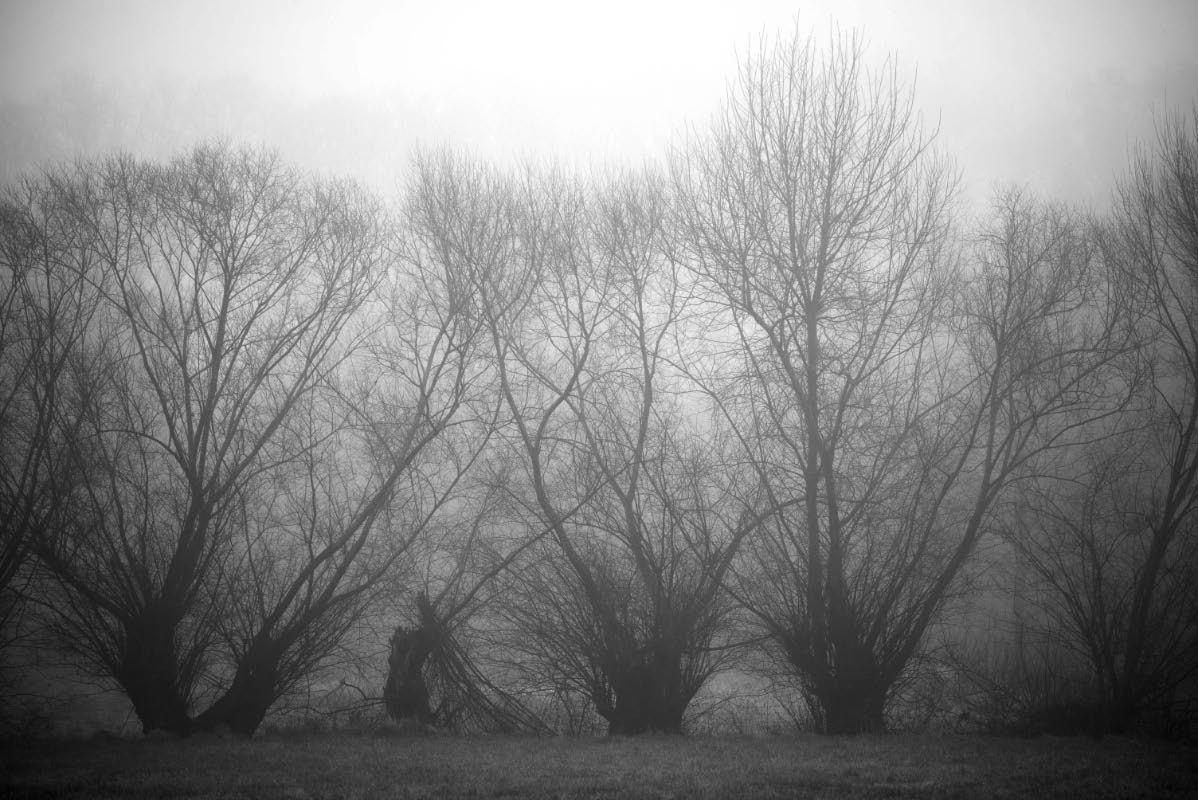 Nebelweiden BW_2.jpg