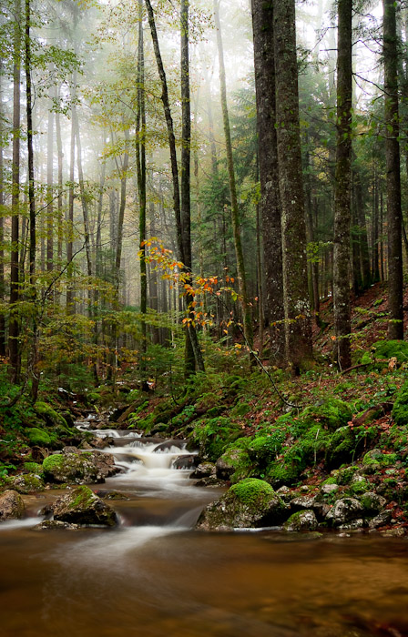 Nebliger Bergwald &amp; Frillenseebach