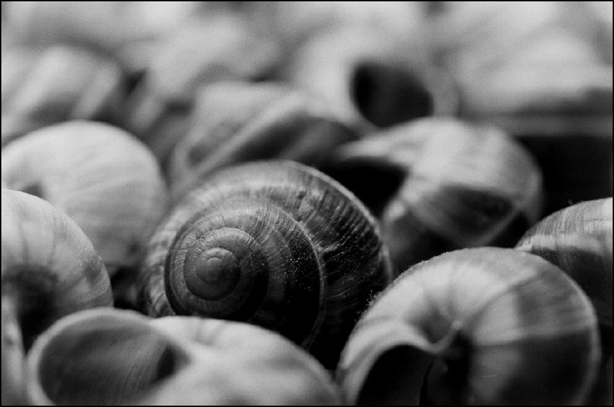 Neg2010 079