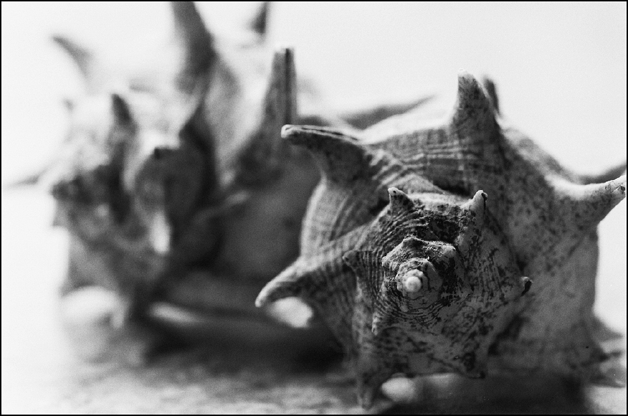 Neg2010 098