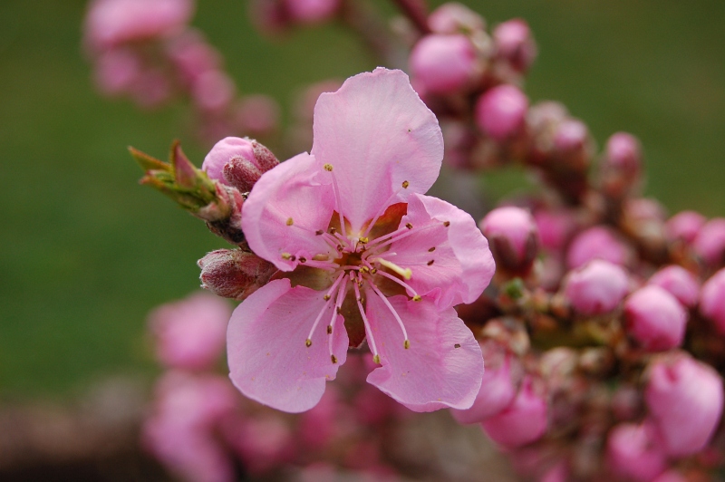 Nektarinenblüte