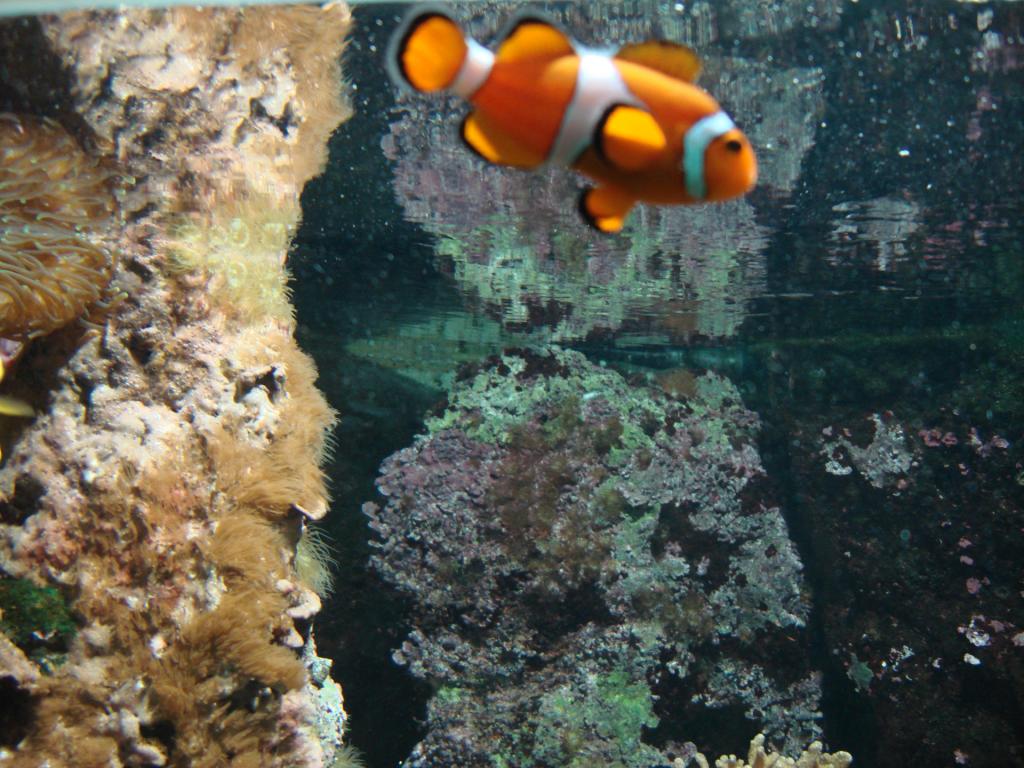 Nemo