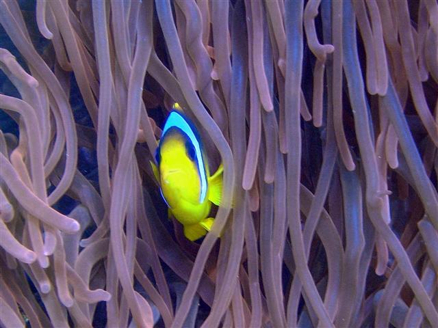 Nemo