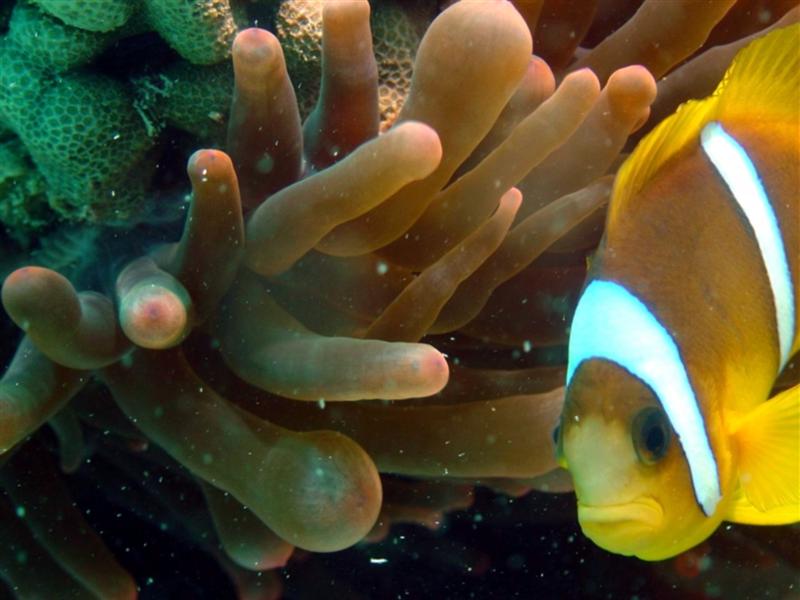 Nemo