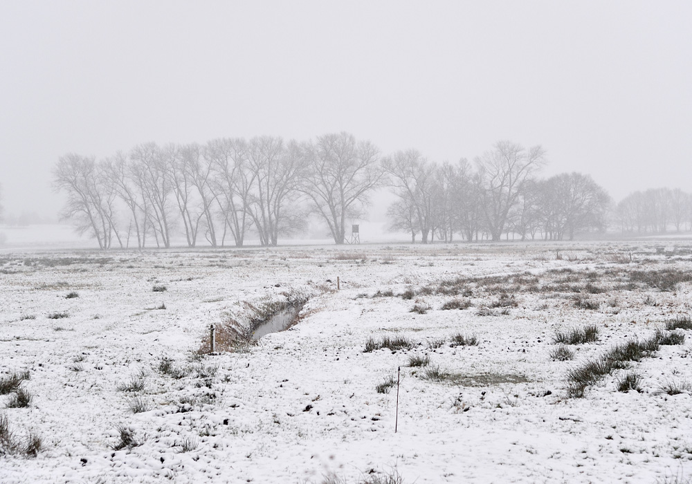 Neppermin im Winter