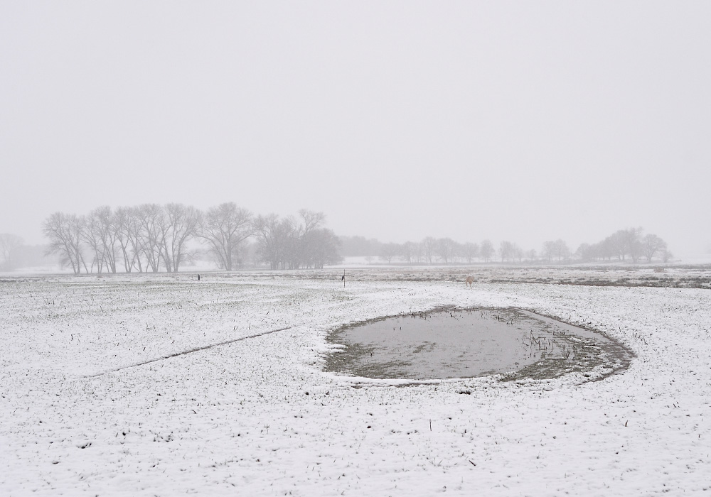 Neppermin im Winter