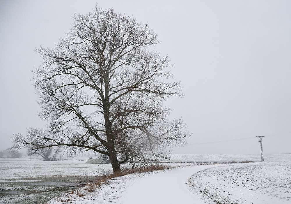 Neppermin im Winter