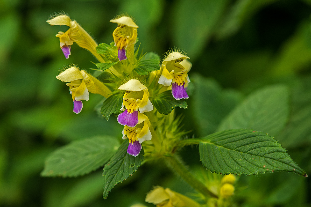Nessel