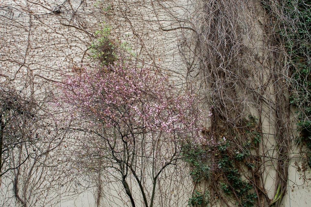 Neue Blüten