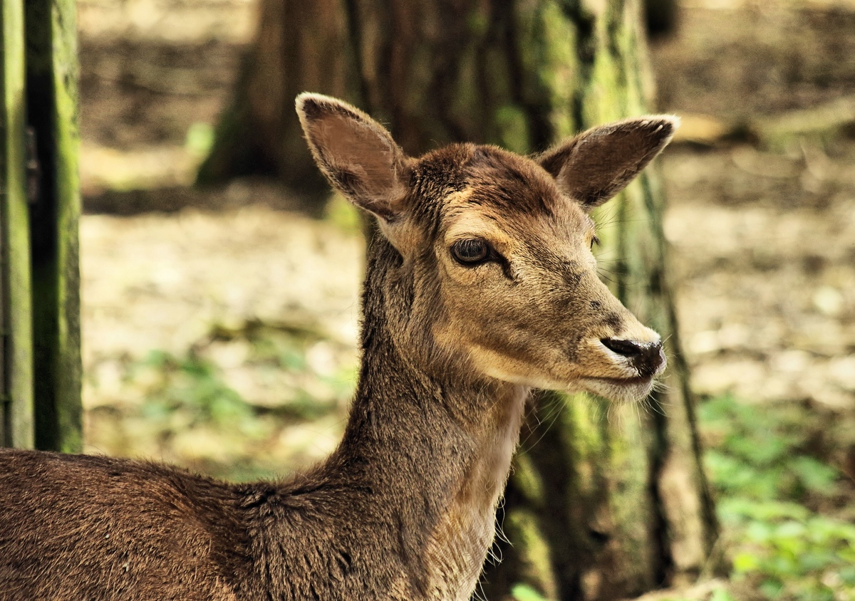 Neugierig Tierpark Ueckermünde.jpg