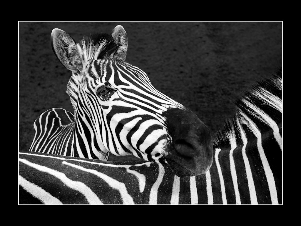 Neugieriges Zebra