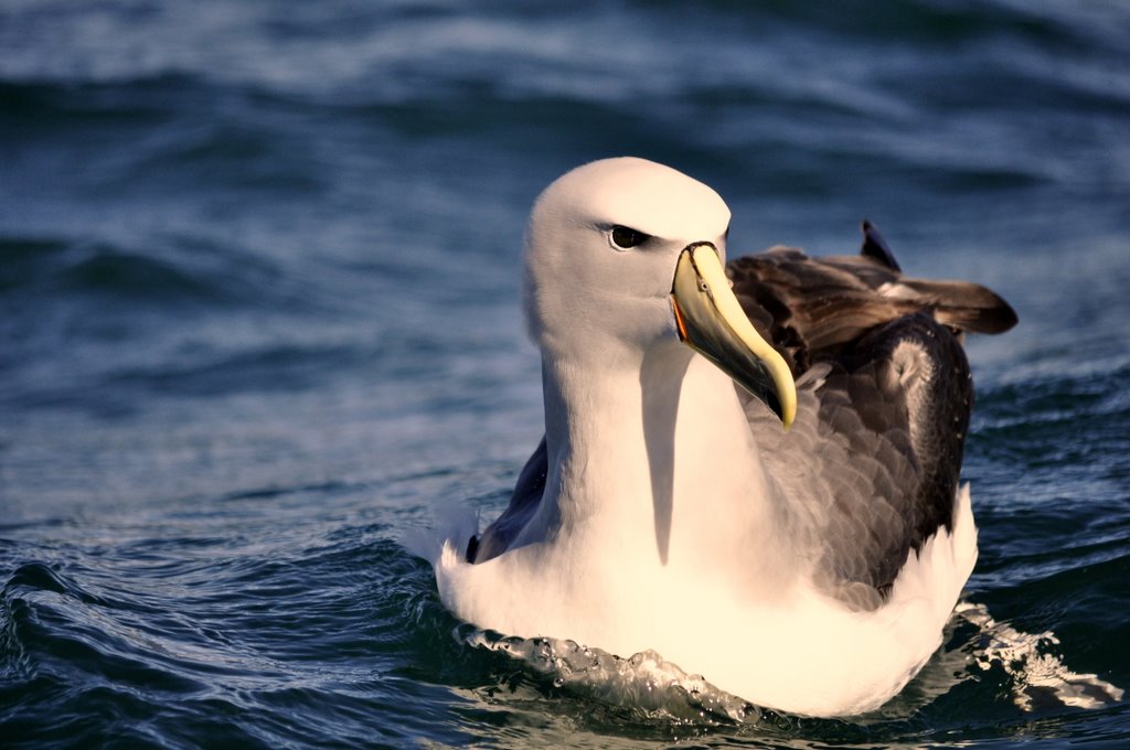 neuseeland 032