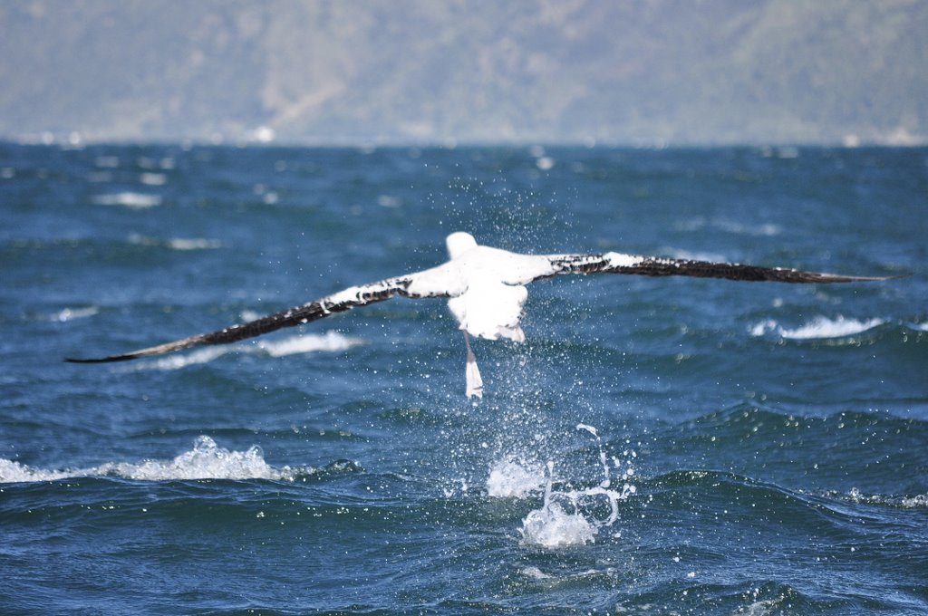 neuseeland 060