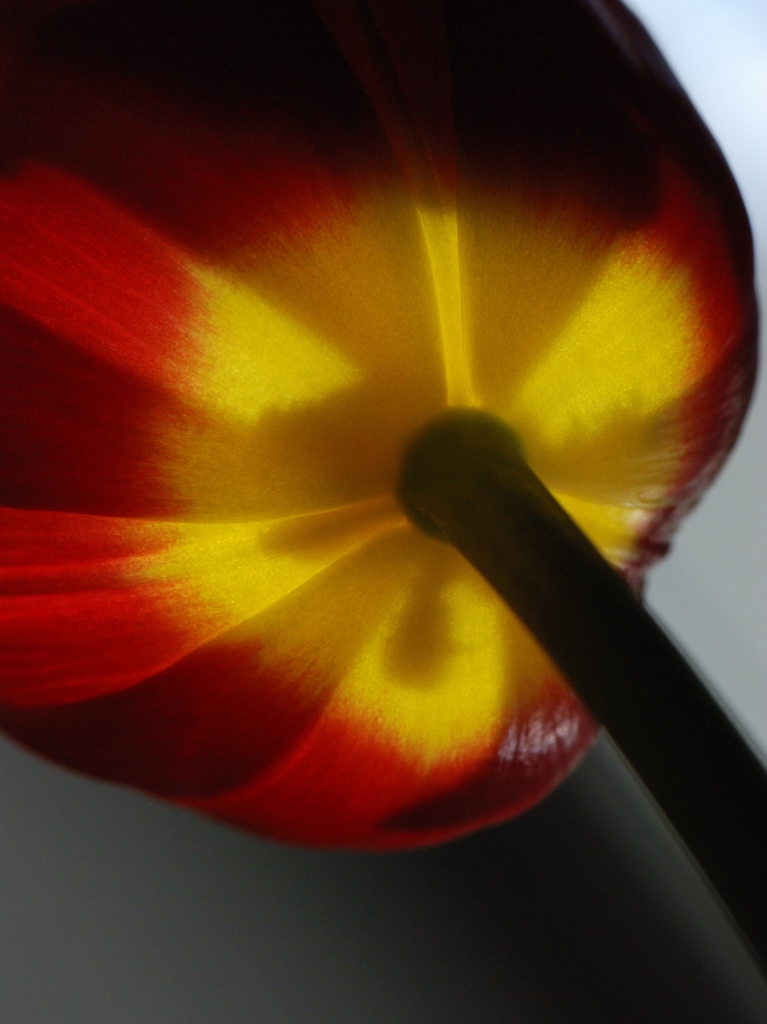 NF B 2010 04 02 13 19 19 nx