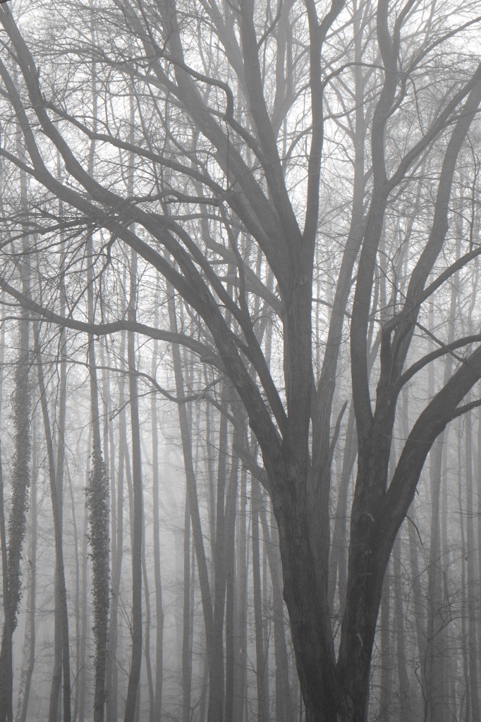 NF B 2010 11 21 12 40 00 sw