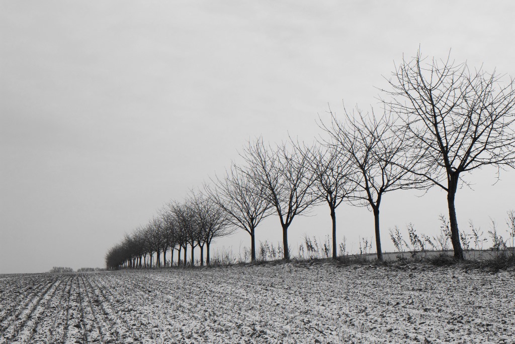NF B 2010 11 28 13 42 29 sw