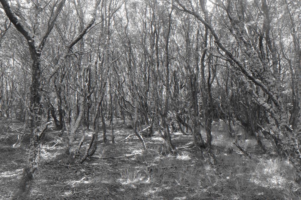 NF B 2011 06 09 14 10 13 sw