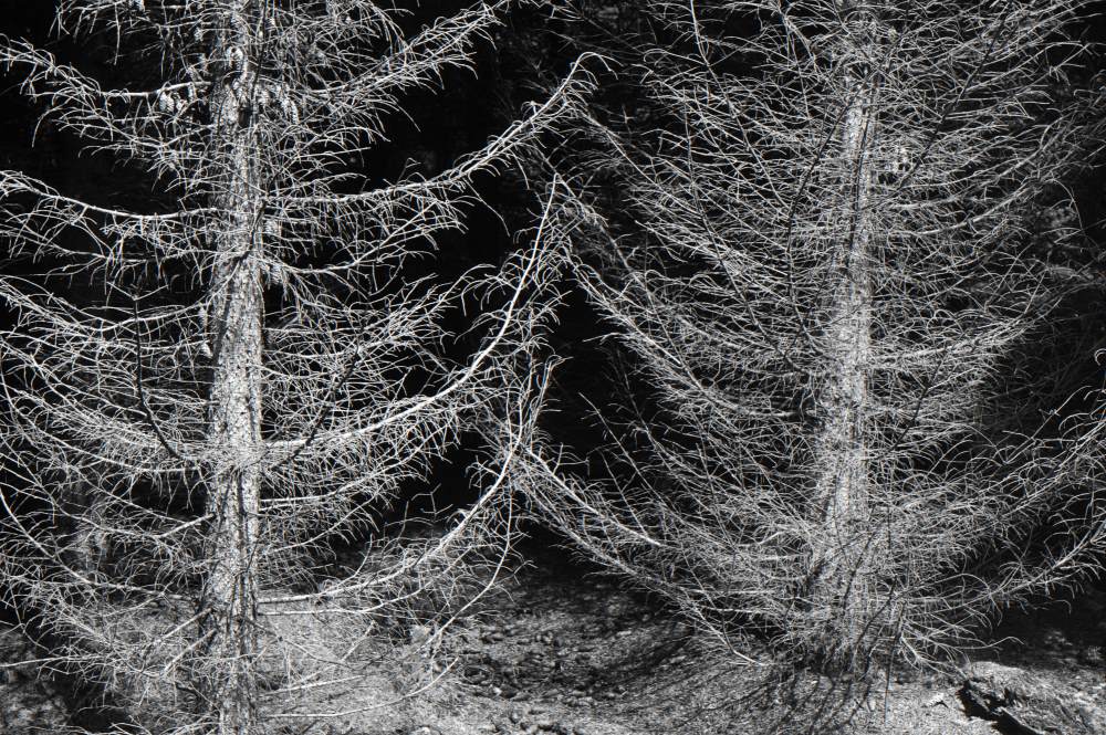 NF B 2011 06 14 13 01 04 sw