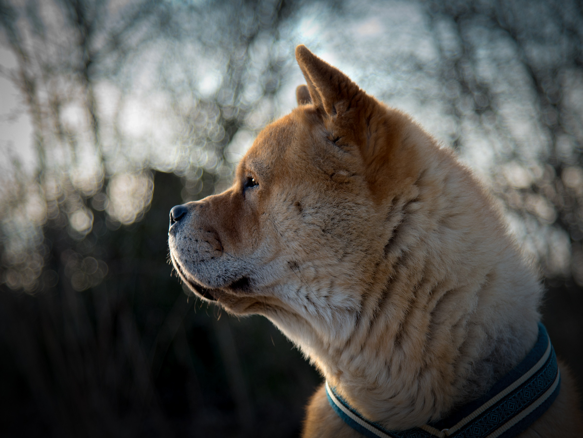 nf-DSC_1962.jpg