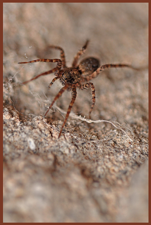 NF Spinne