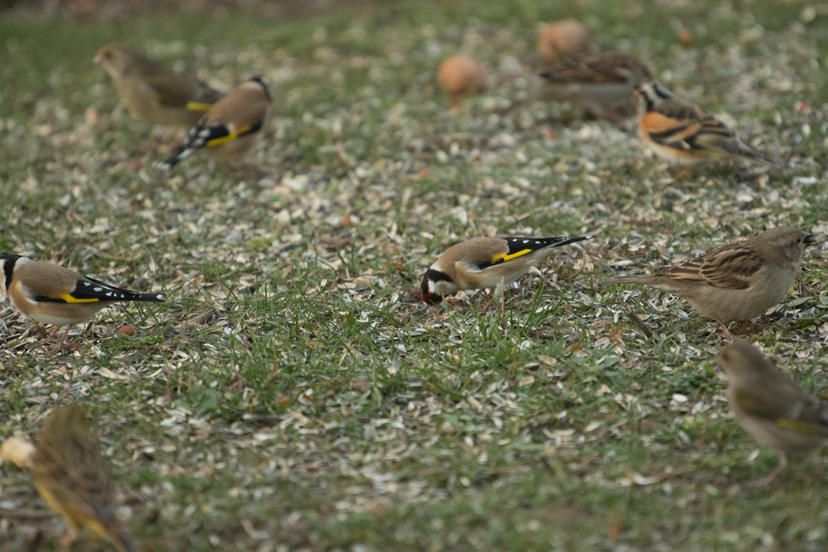 NF_DSC_0585.jpg