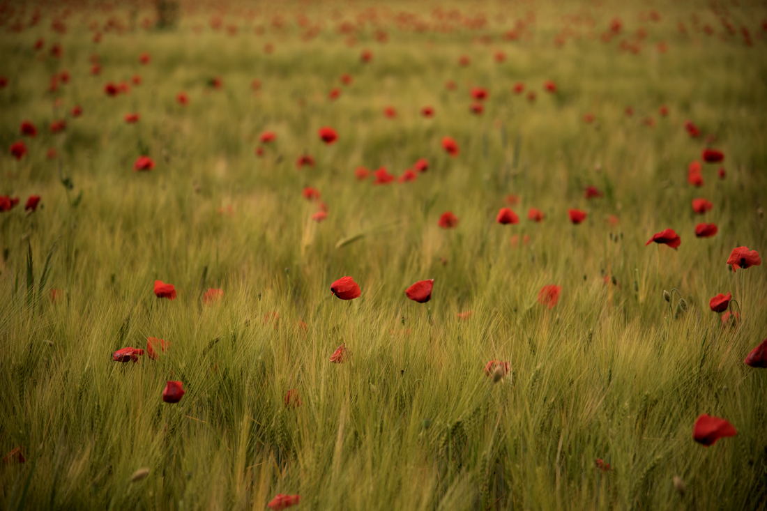 NF_DSC_4864.jpg