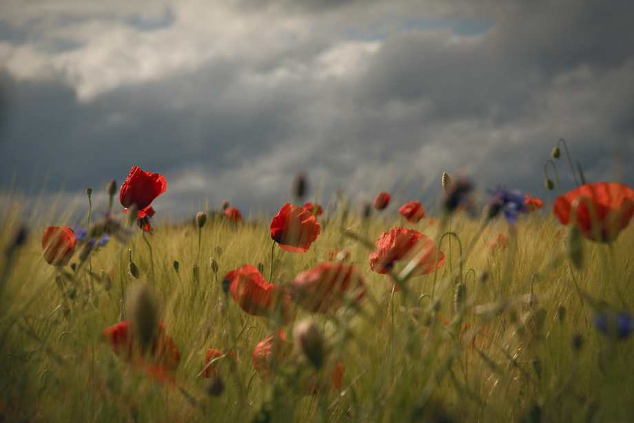 NF_DSC_4884.jpg